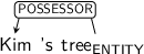 Dependency graph for sentence: Kim ’s tree. Token tree is labeled ENTITY and has an edge labeled POSSESSOR to token Kim.